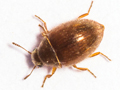 Simplocaria semistriata